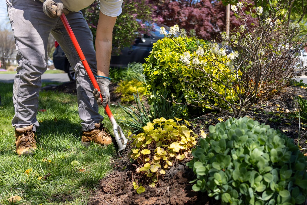 A landscaper using an edging shovel to cut a sharp line along a flower bed before mulching