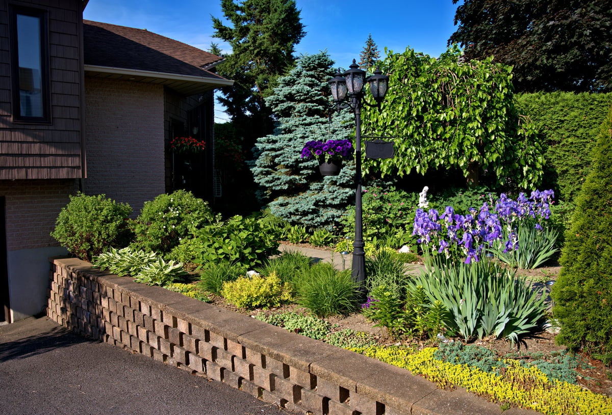 A perennial flowerbed with iris plants in bloom behind a retaining wall